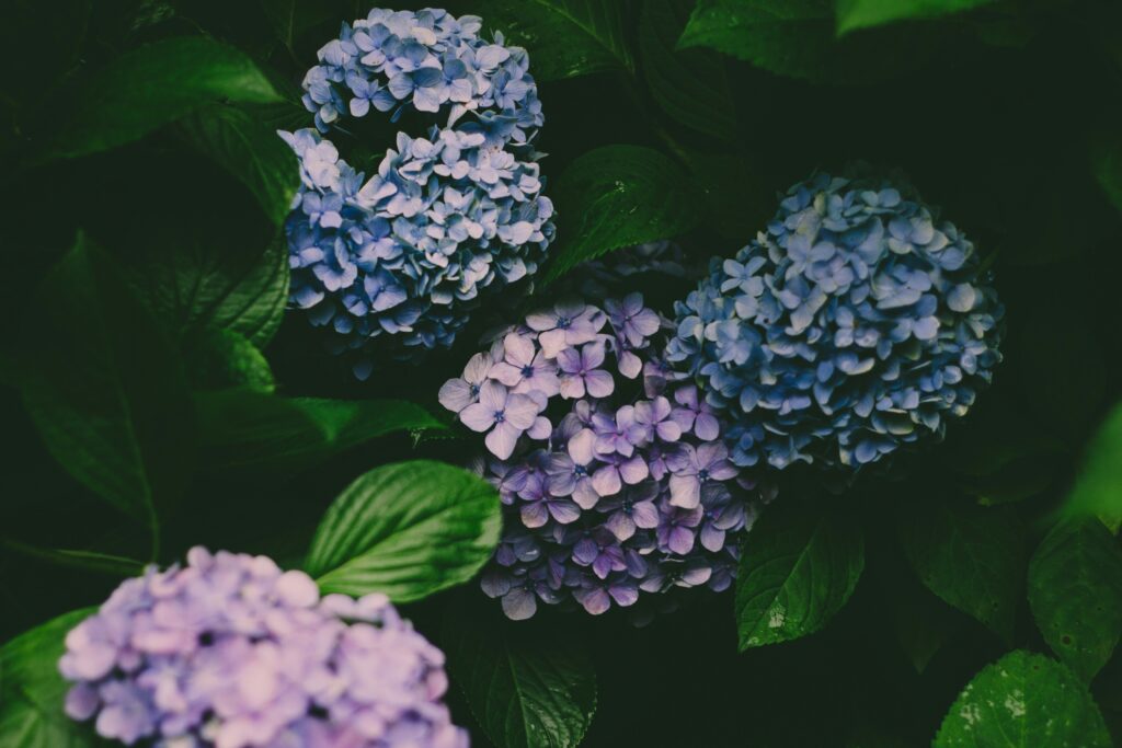 梅雨